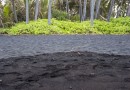 Hawai’i – Big Island (Parte 3)  Playa de arena negra Punalu’u Beach, además visitamos la más bella de USA